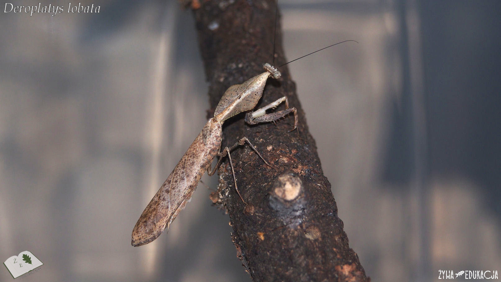 Deroplatys lobata