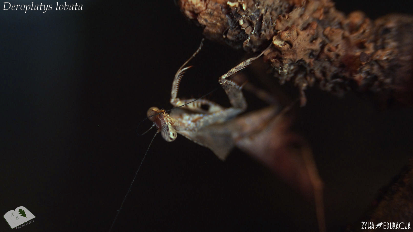 Deroplatys lobata