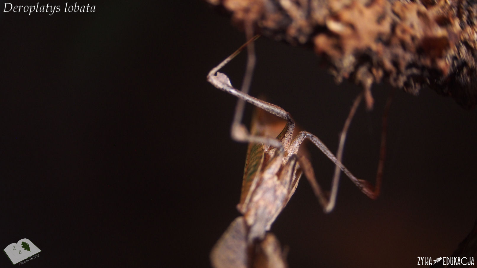 Deroplatys lobata