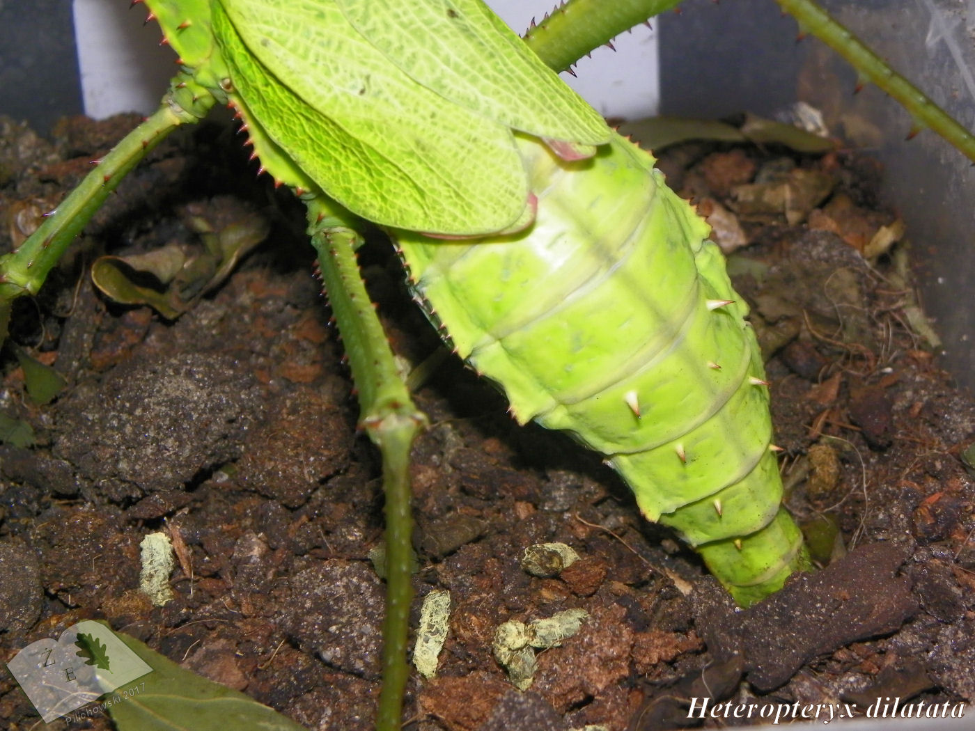 Heteropteryx dilatata oviposition