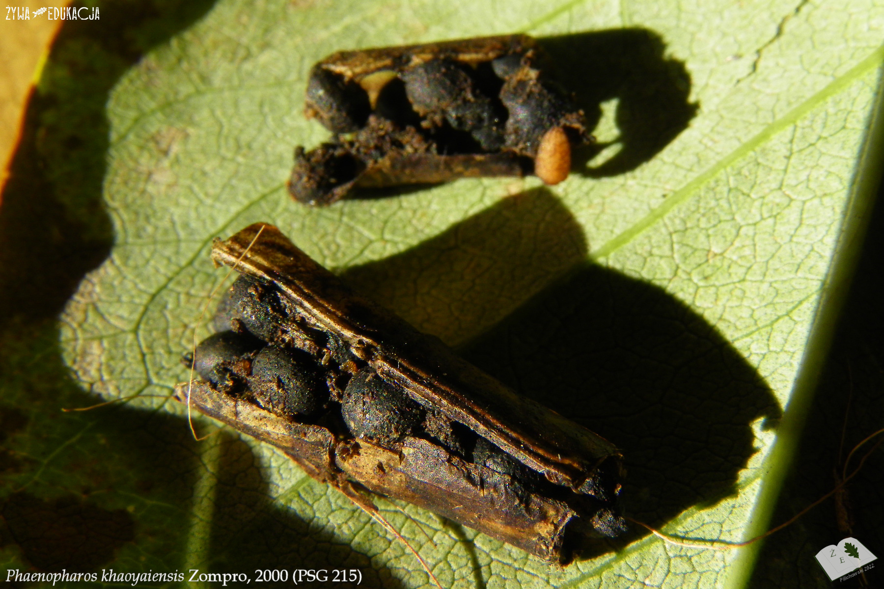 Deroplatys lobata