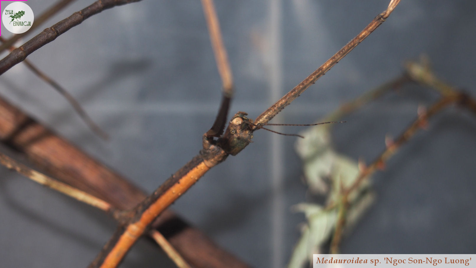 Medauroidea sp. 'Ngoc Son-Ngo Luong' female