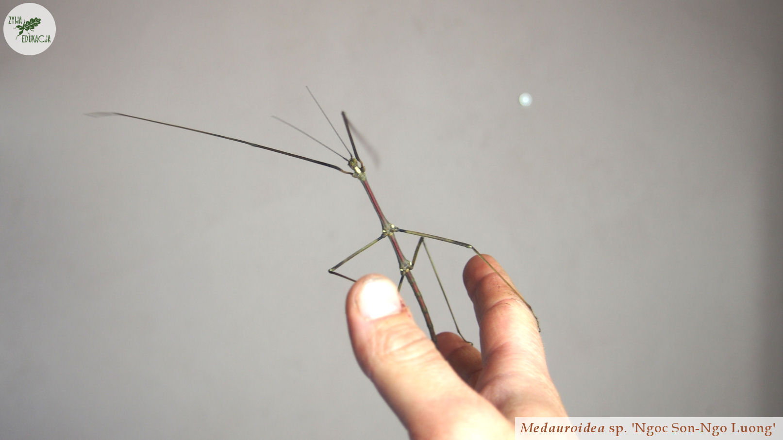 Medauroidea sp. 'Ngoc Son-Ngo Luong' male