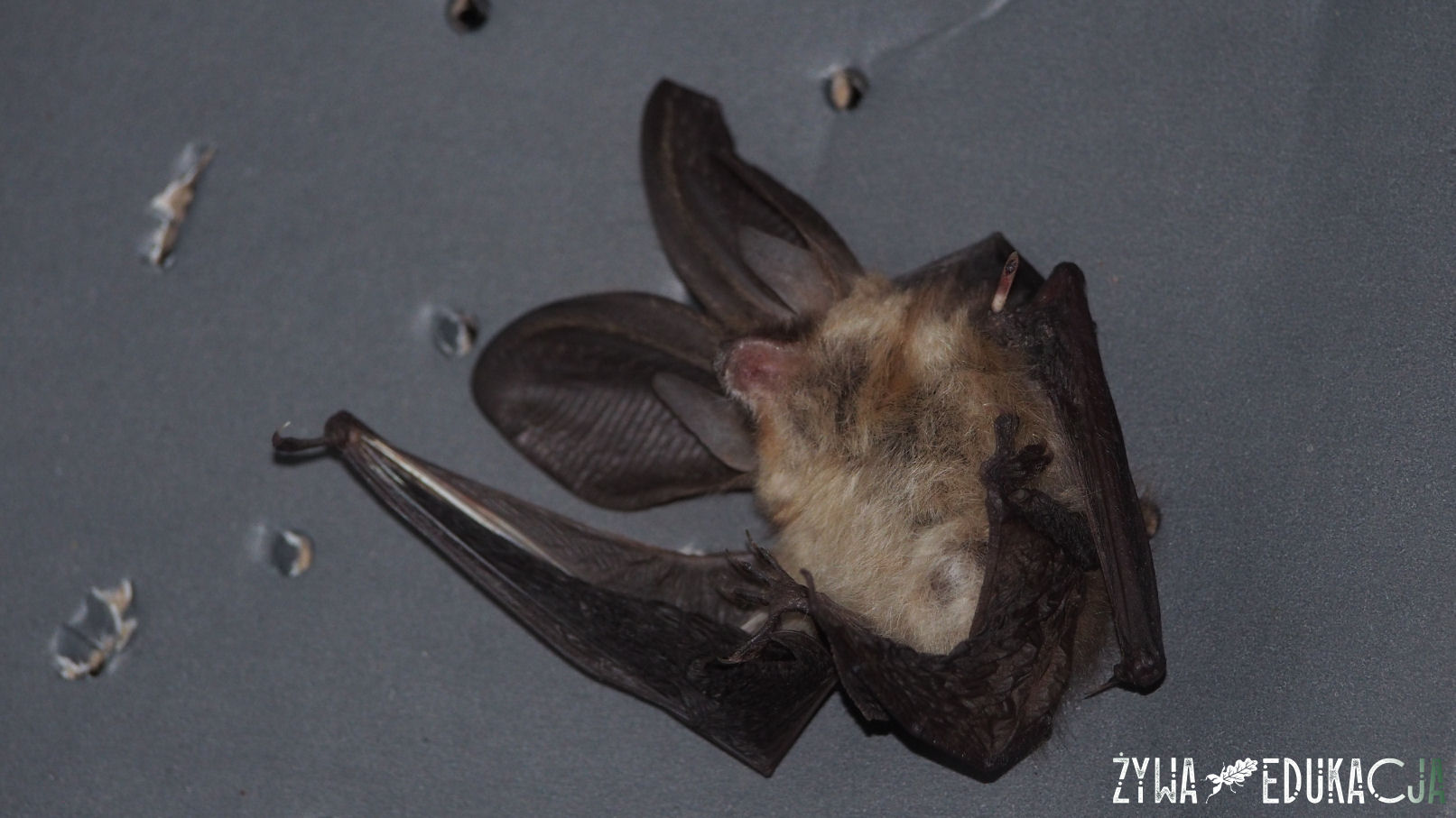 gacek brunatny Plecotus auritus 2019 otwarte zlamanie