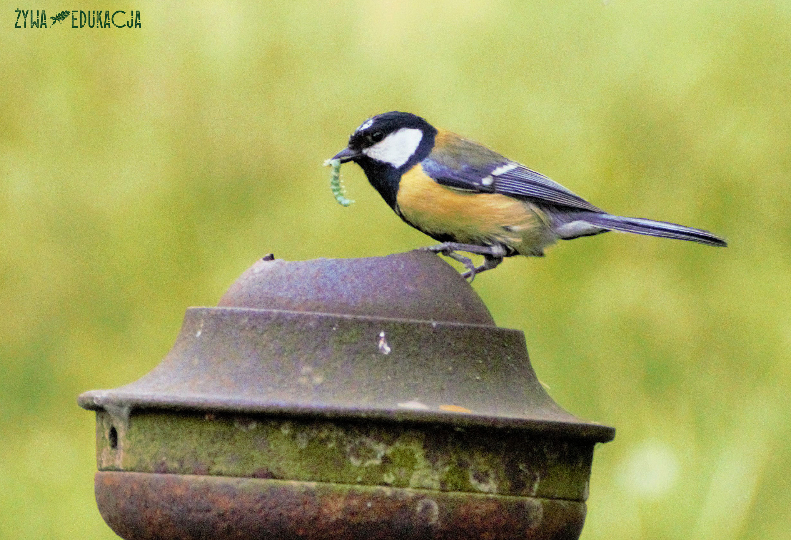 sikora bogatka Parus major gniazduje w starej pompie