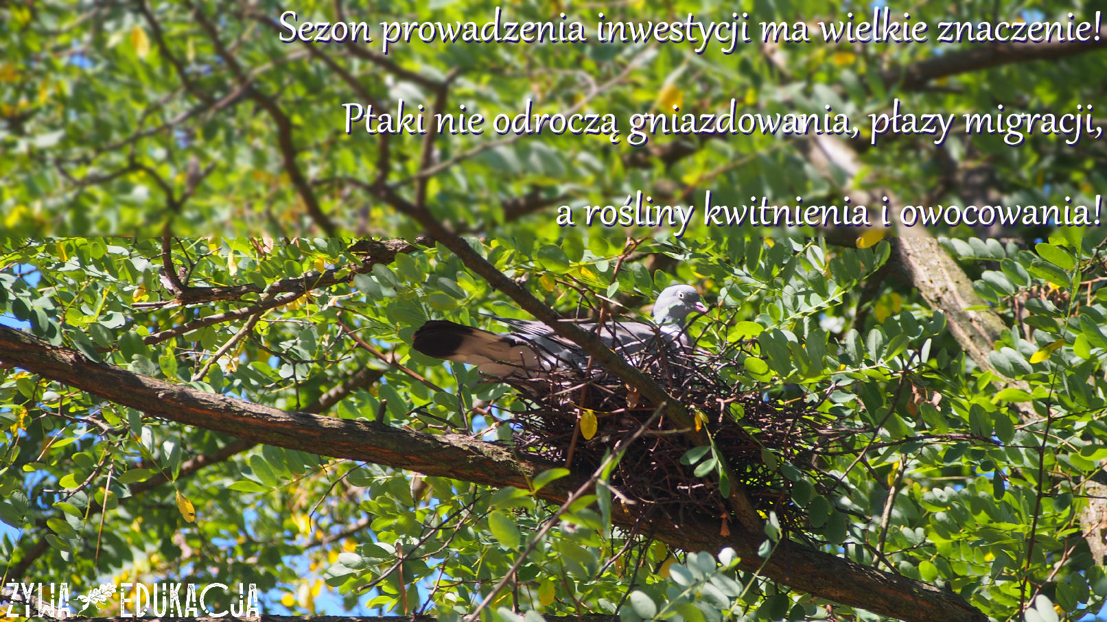 grzywacz na gniezdzie - grzywacz to nasz największy gatunek gołębia, podlega ochronie jako gatunek łowny