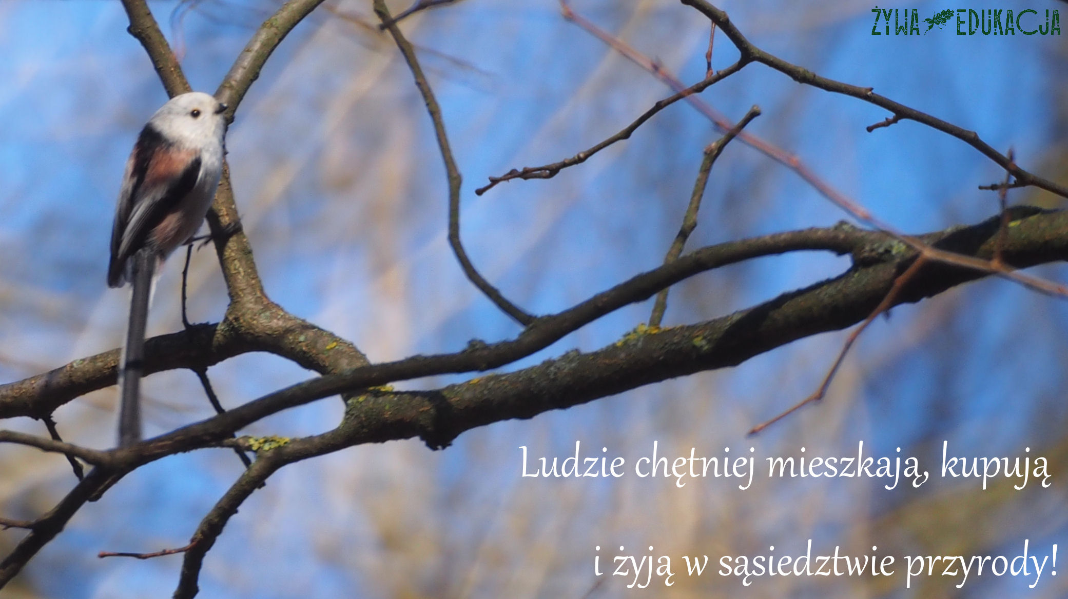 raniuszek wśród gałęzi - ludzie kochają ptaki, szanuj i chroń ptaki na inwestycji