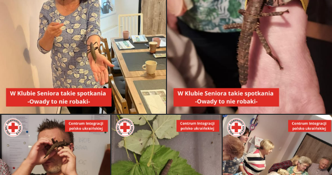 Żywa Edukacja Sebastian Pilichowski Miejski Druid - z owadami wśród seniorów pod opieką Polskiego czerwonego Krzyża Lubuskie.