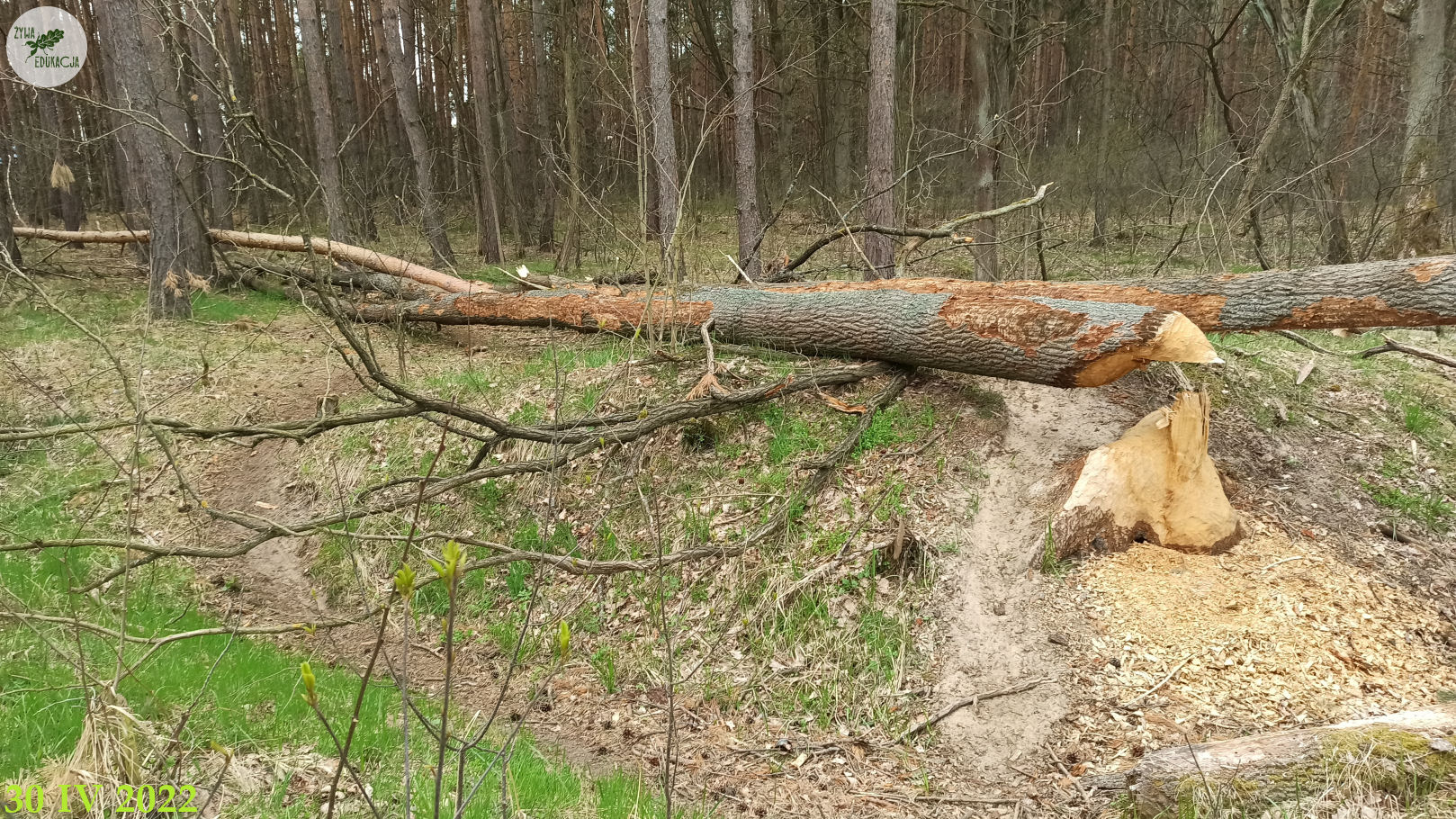 Dąb powalony przez bobry, Tarnawa, gmina Zabór