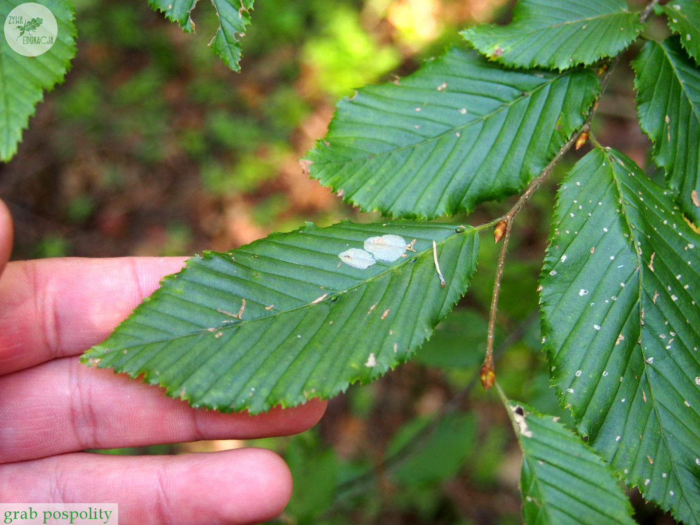 carpinus