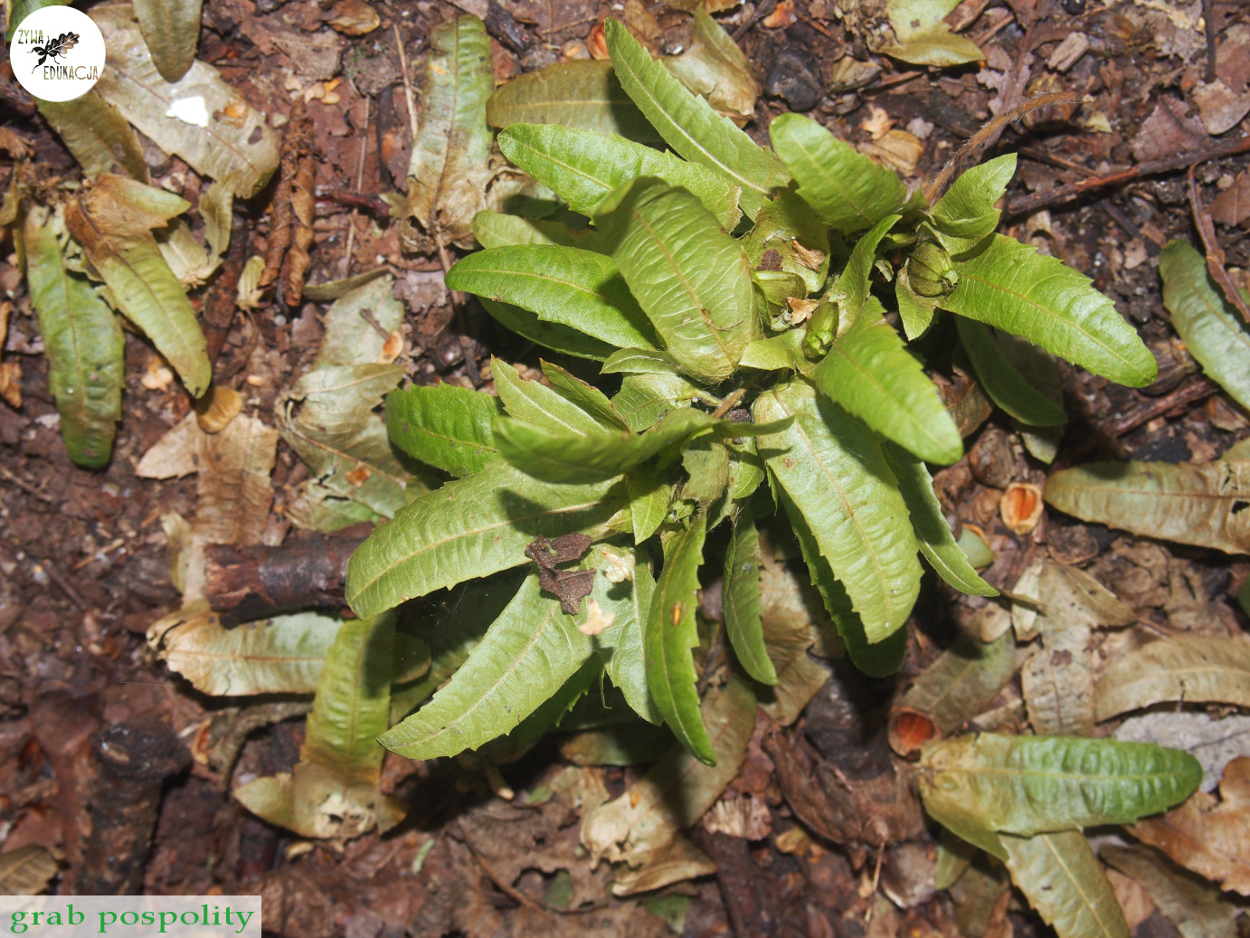 carpinus owoce