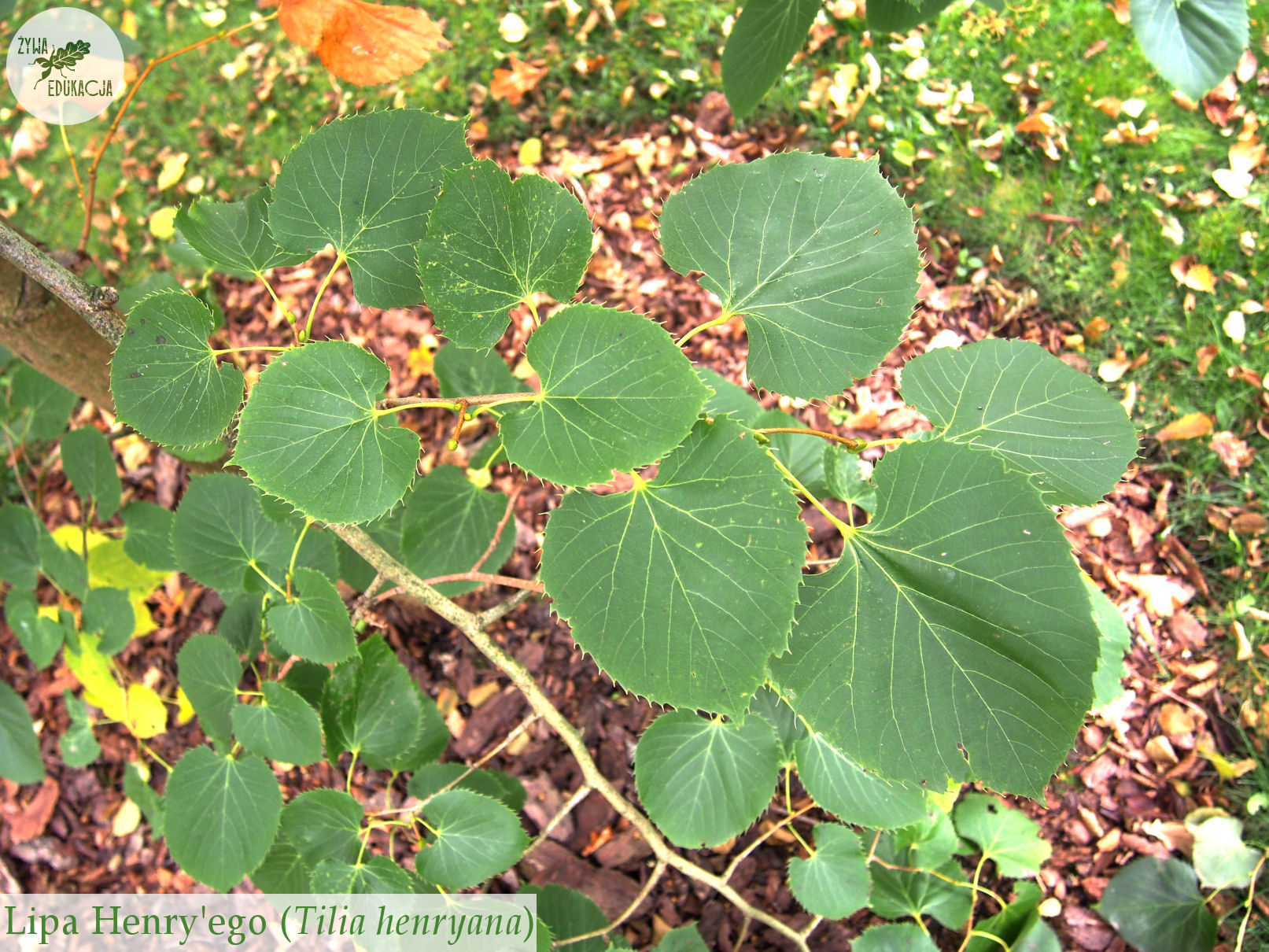 Tilia henryana