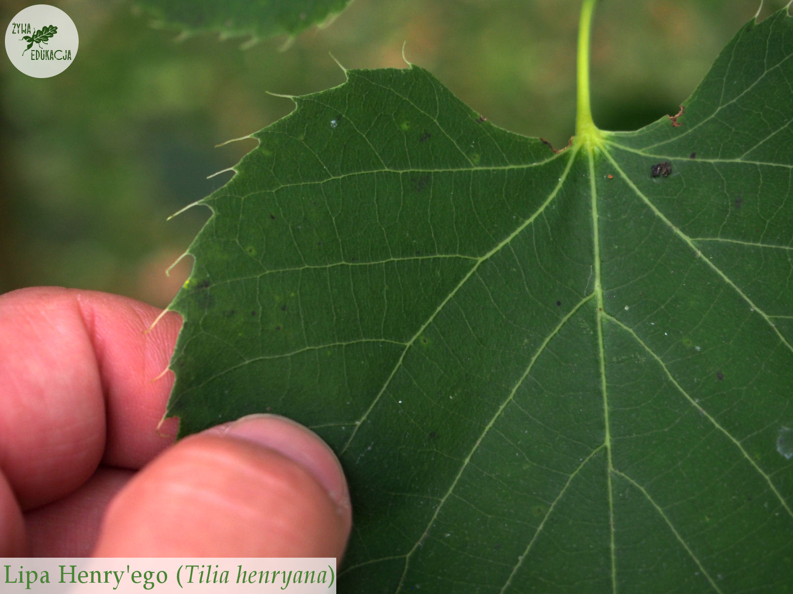 Tilia henryana