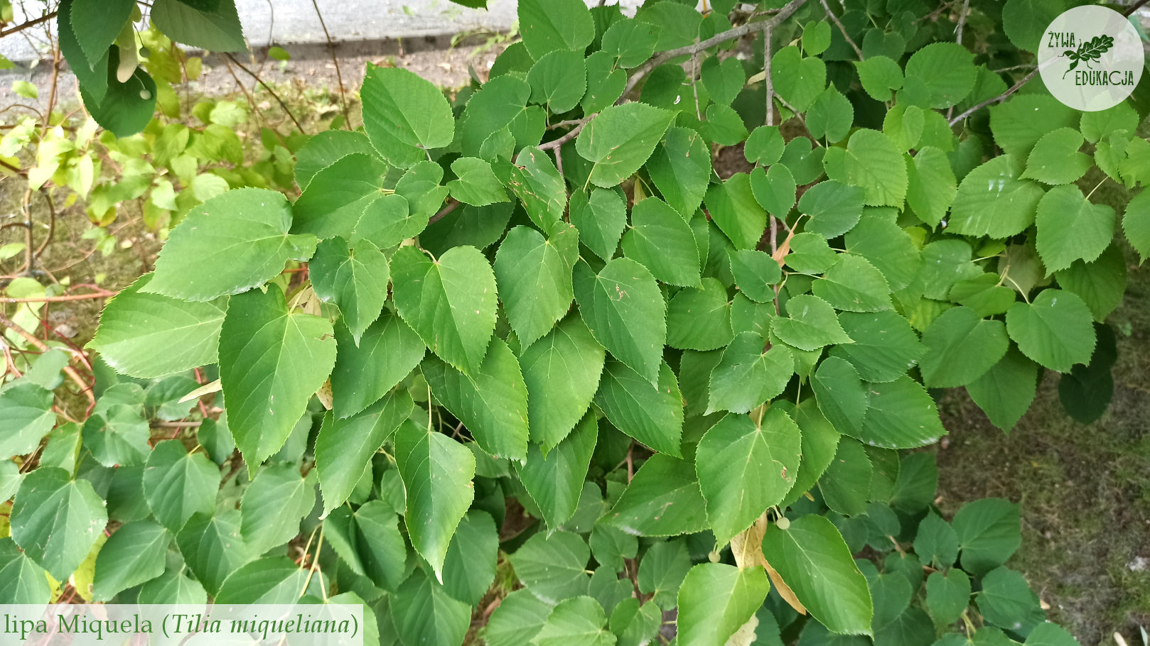 Tilia miqueliana