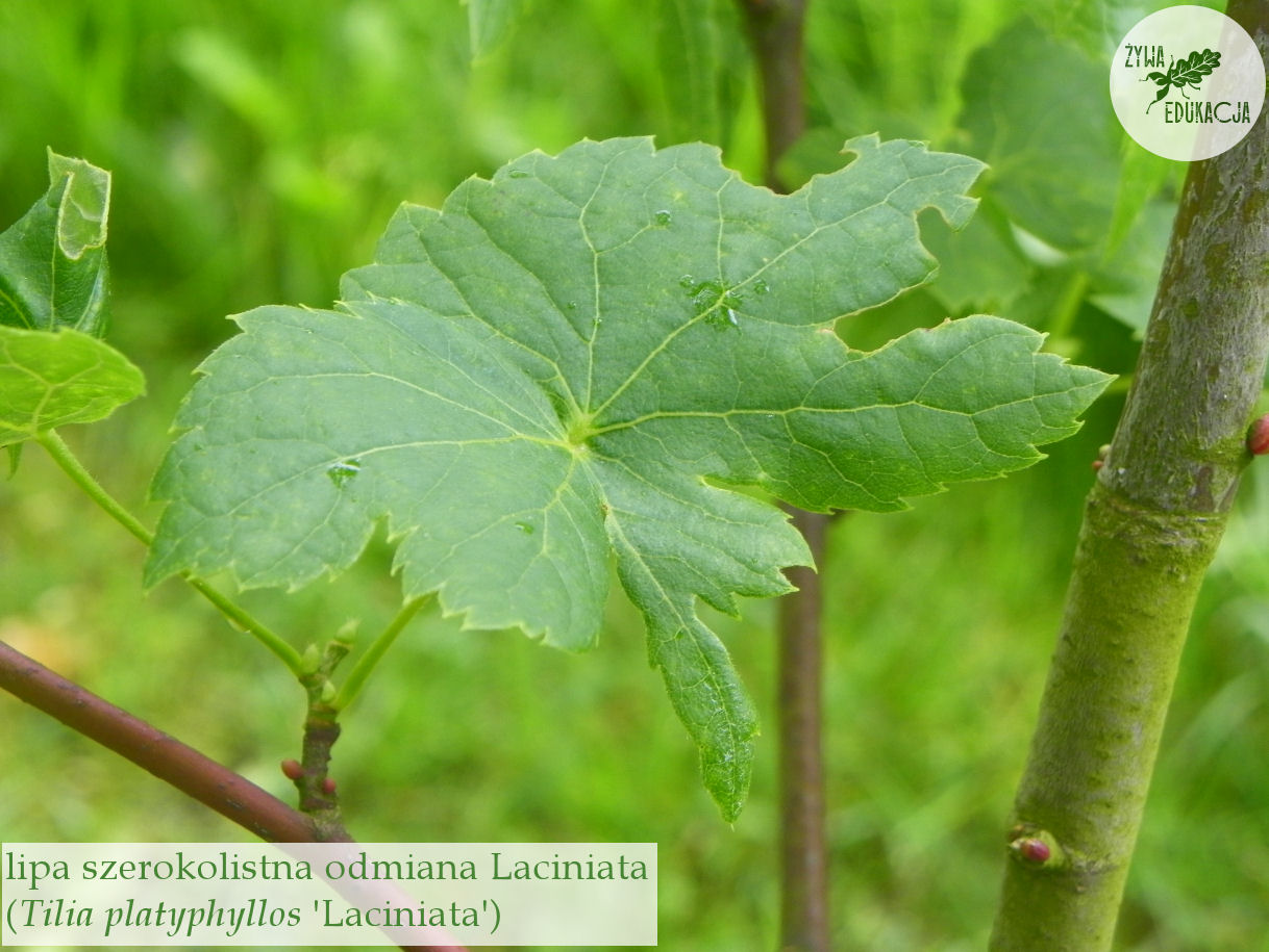 Tilia platyphyllos Laciniata