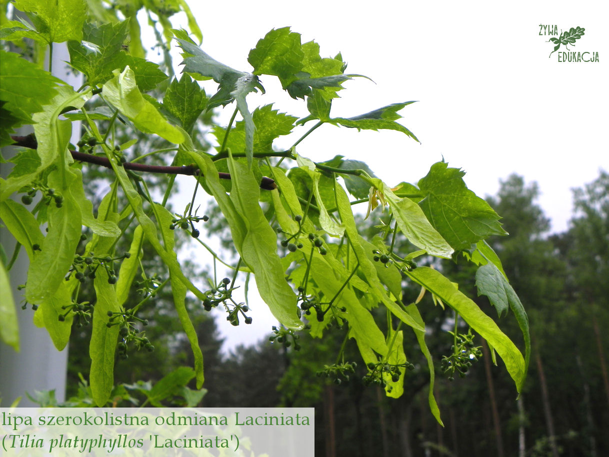 Tilia platyphyllos Laciniata