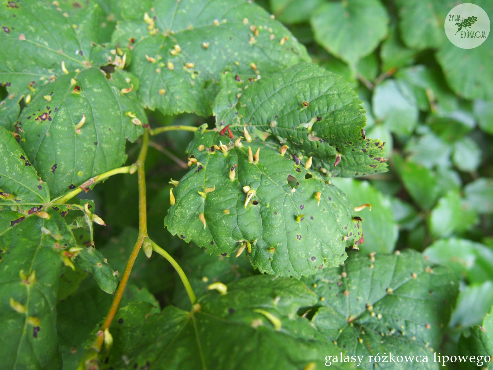 eriophyes tiliae