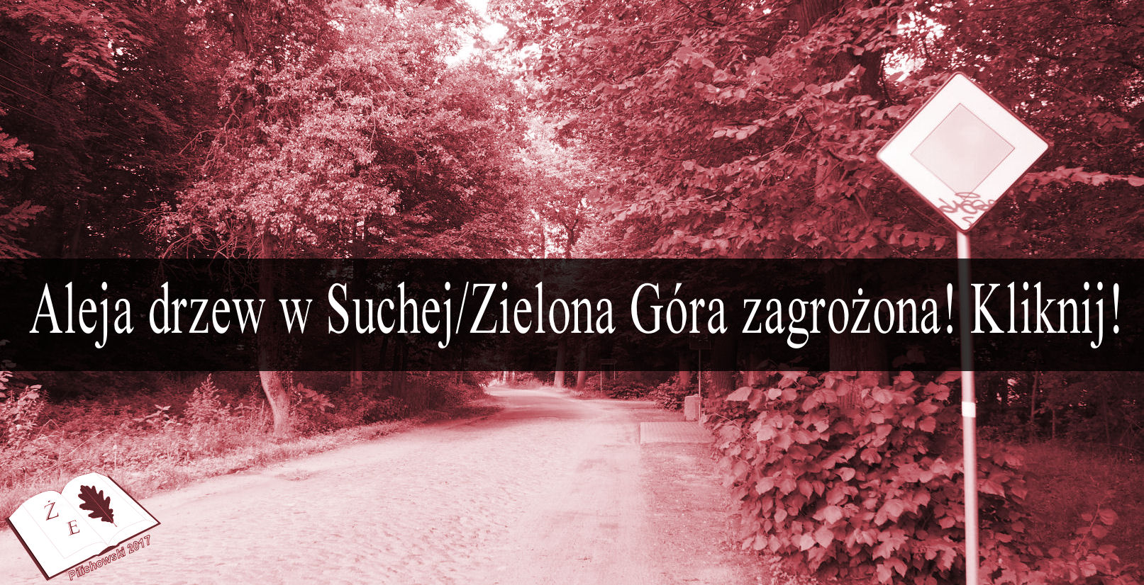 aleja sucha drzewa