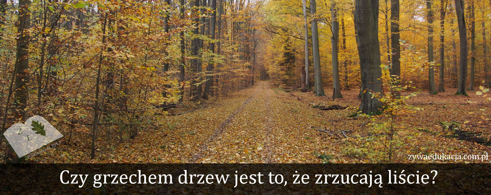 liscie to nie grzech, drzewa mają ogromną wartość! Miejski Druid