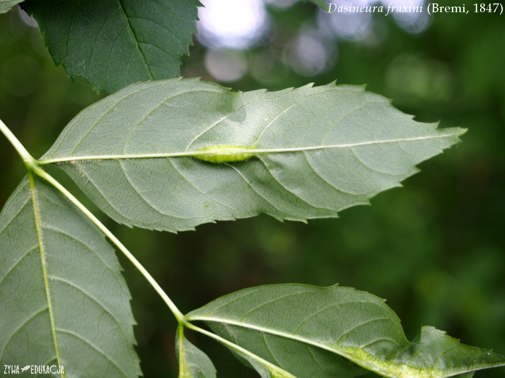 dasineura fraxini na jesionie ash galls