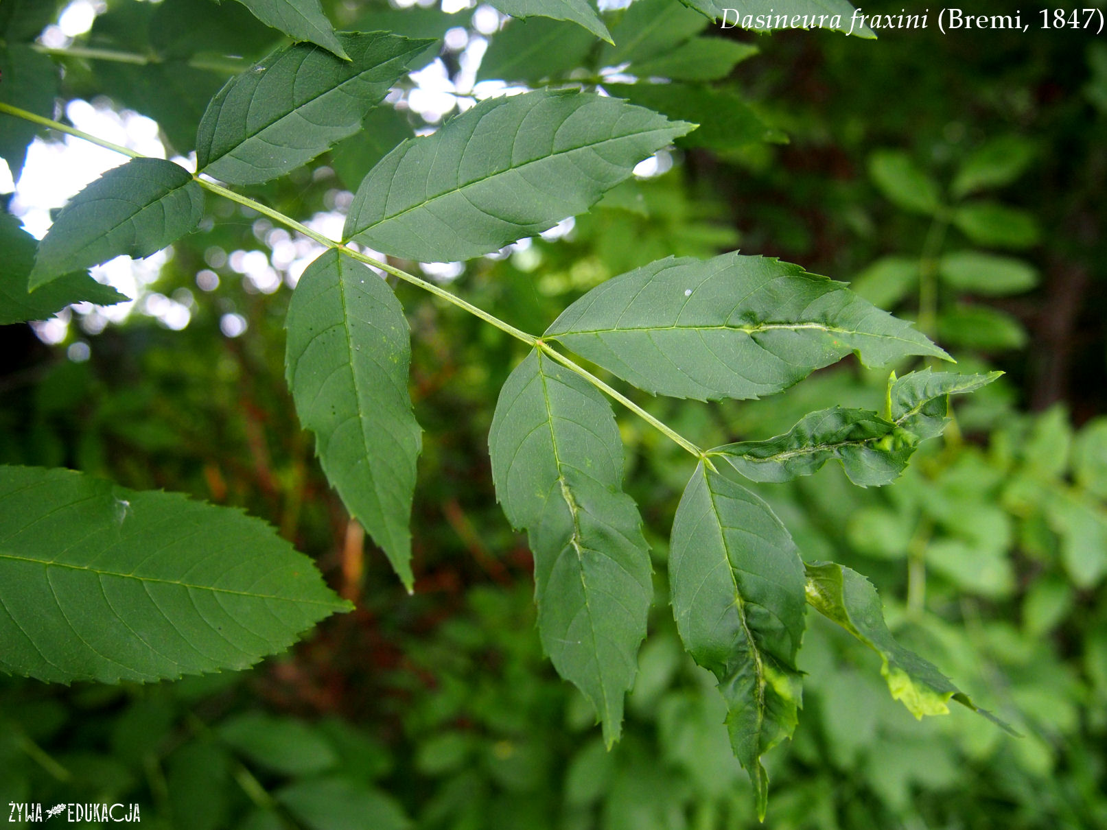 dasineura fraxini na jesionie ash galls