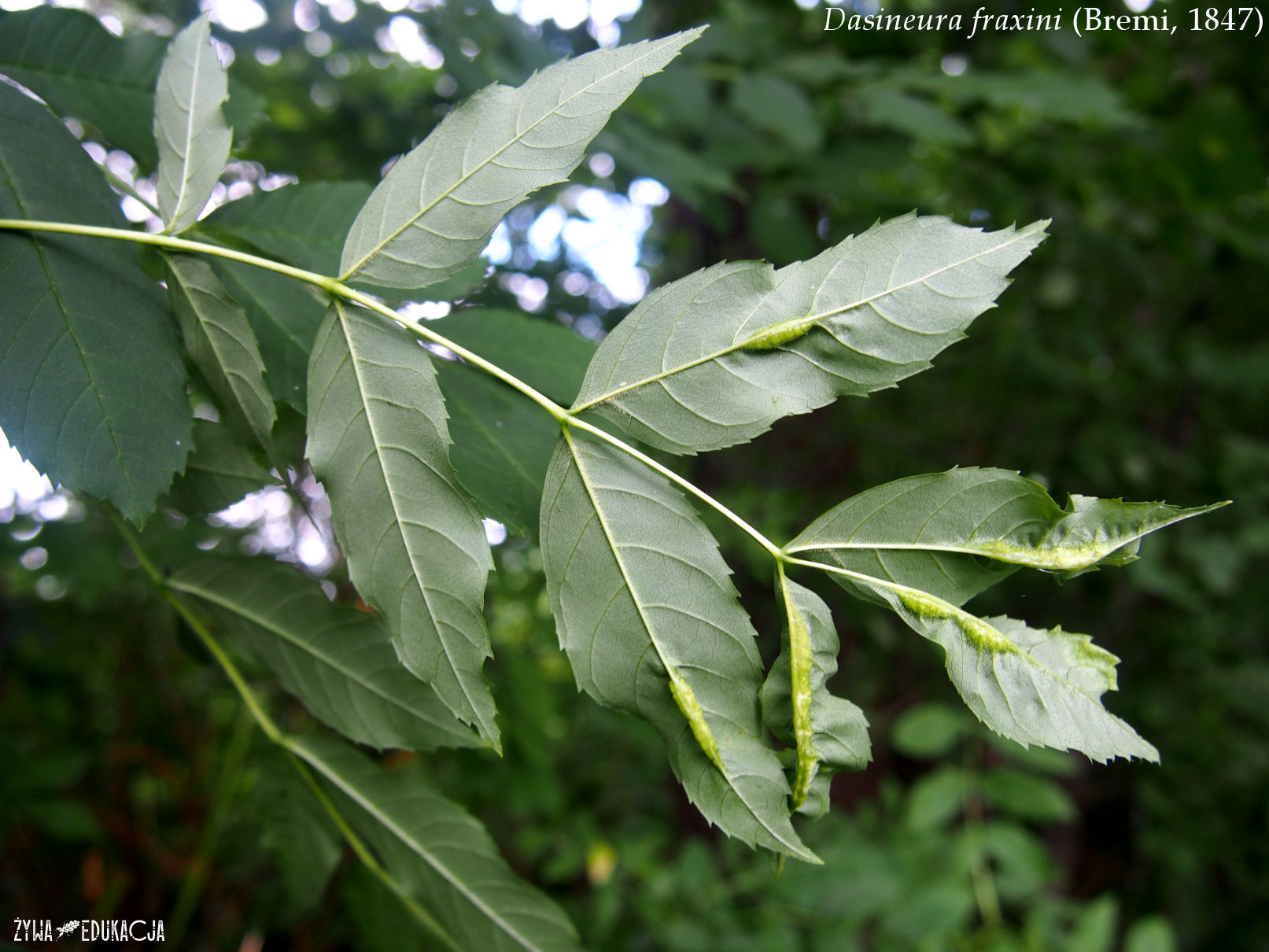 dasineura fraxini na jesionie ash galls