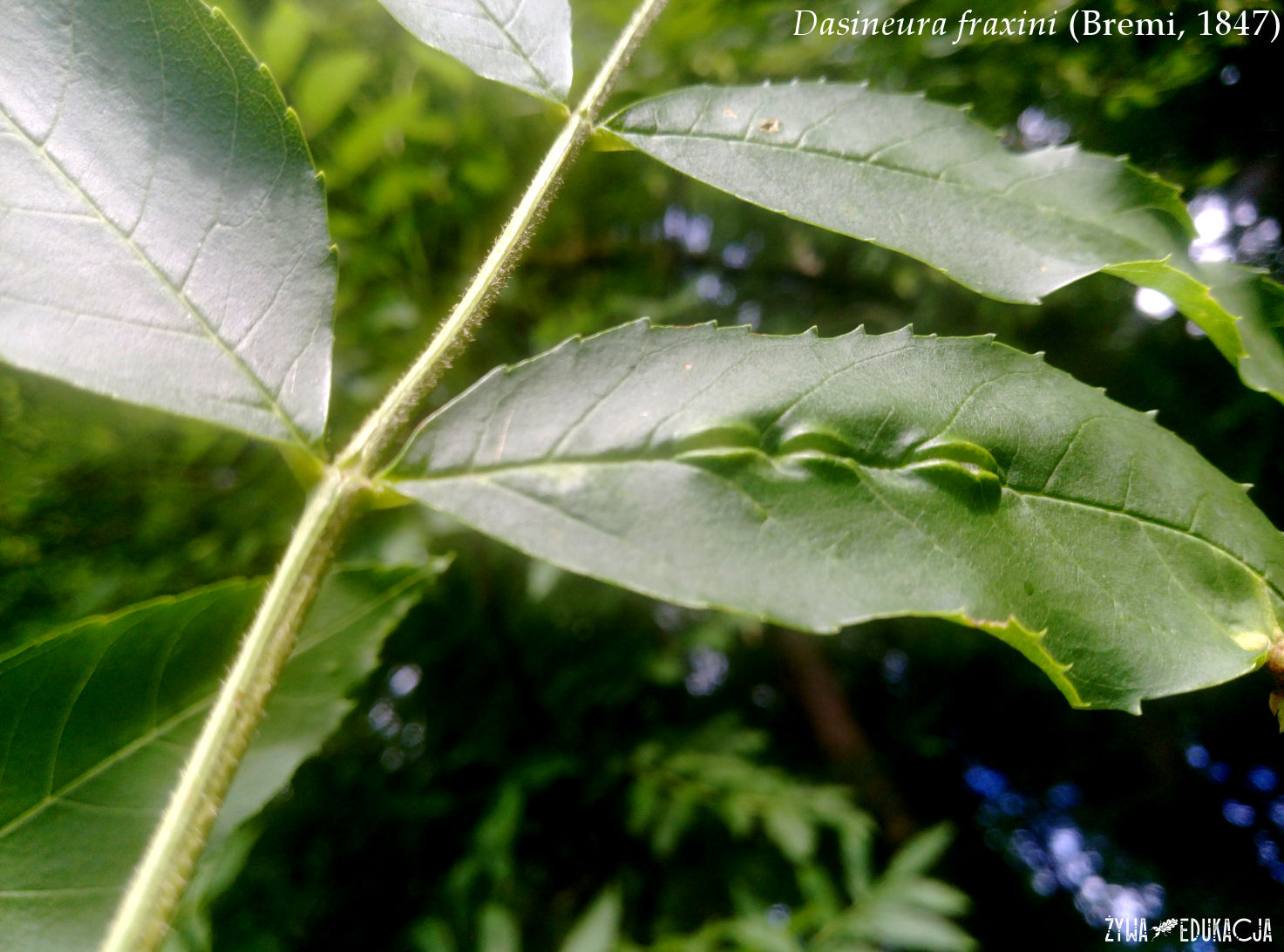 dasineura fraxini na jesionie ash galls