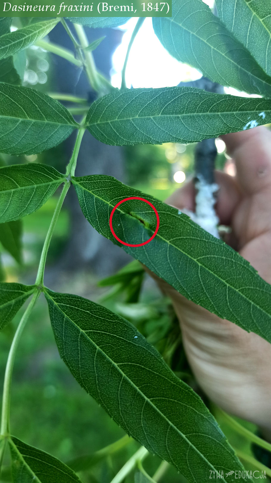 dasineura fraxini galls ash fraxinus jesion galasy