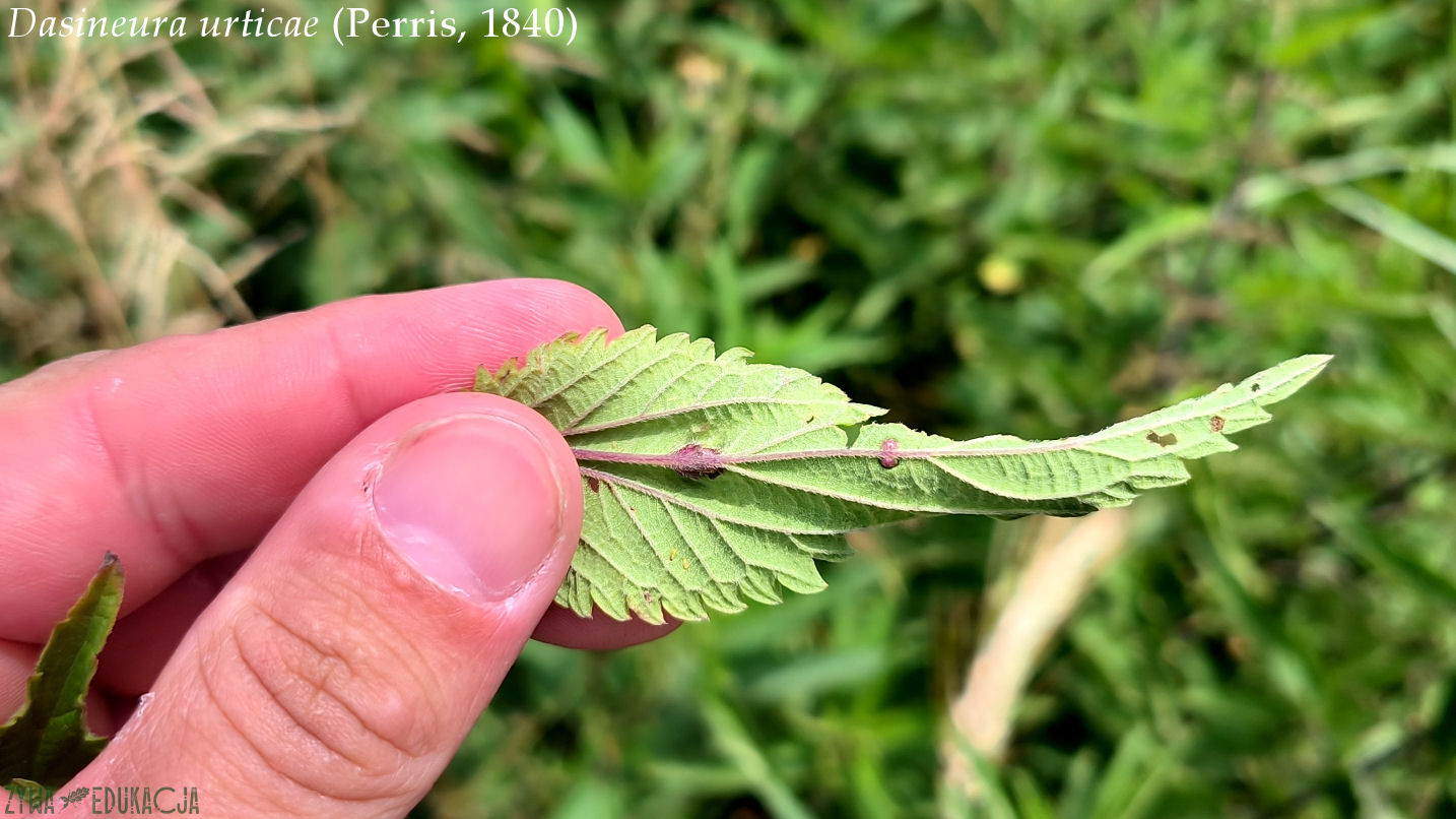 dasineura urticae galasy galls na pokrzywie on a nettle