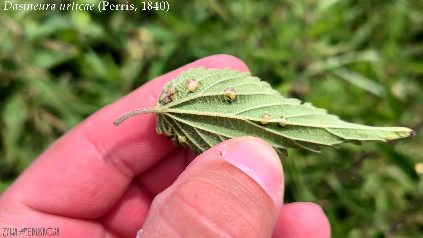 dasineura urticae plant galls on a nettle