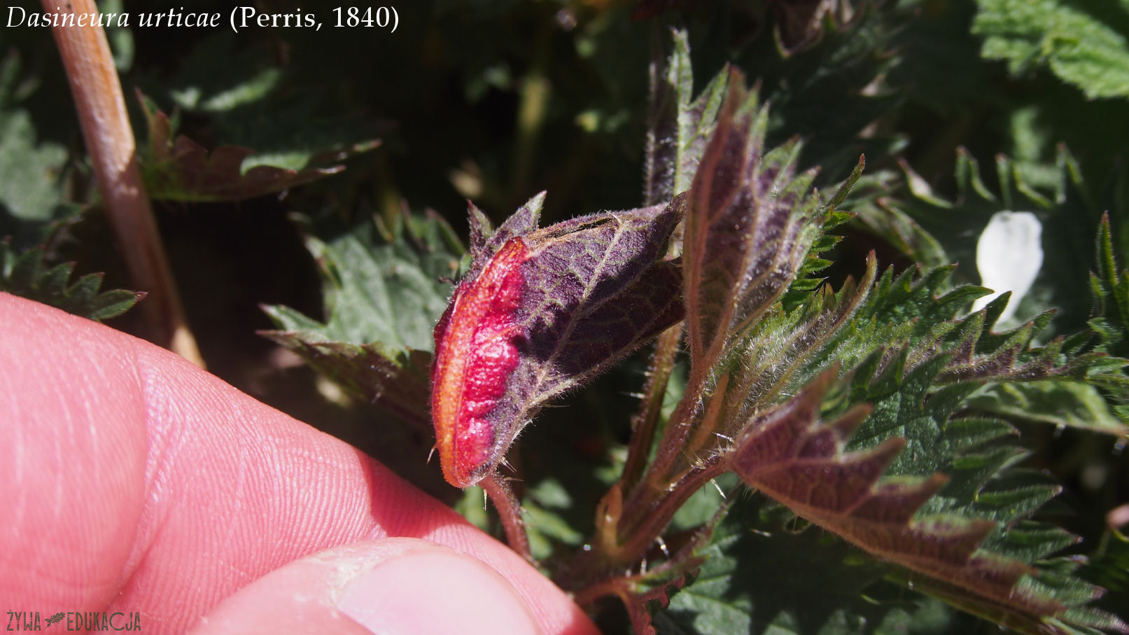 dasineura urticae 04