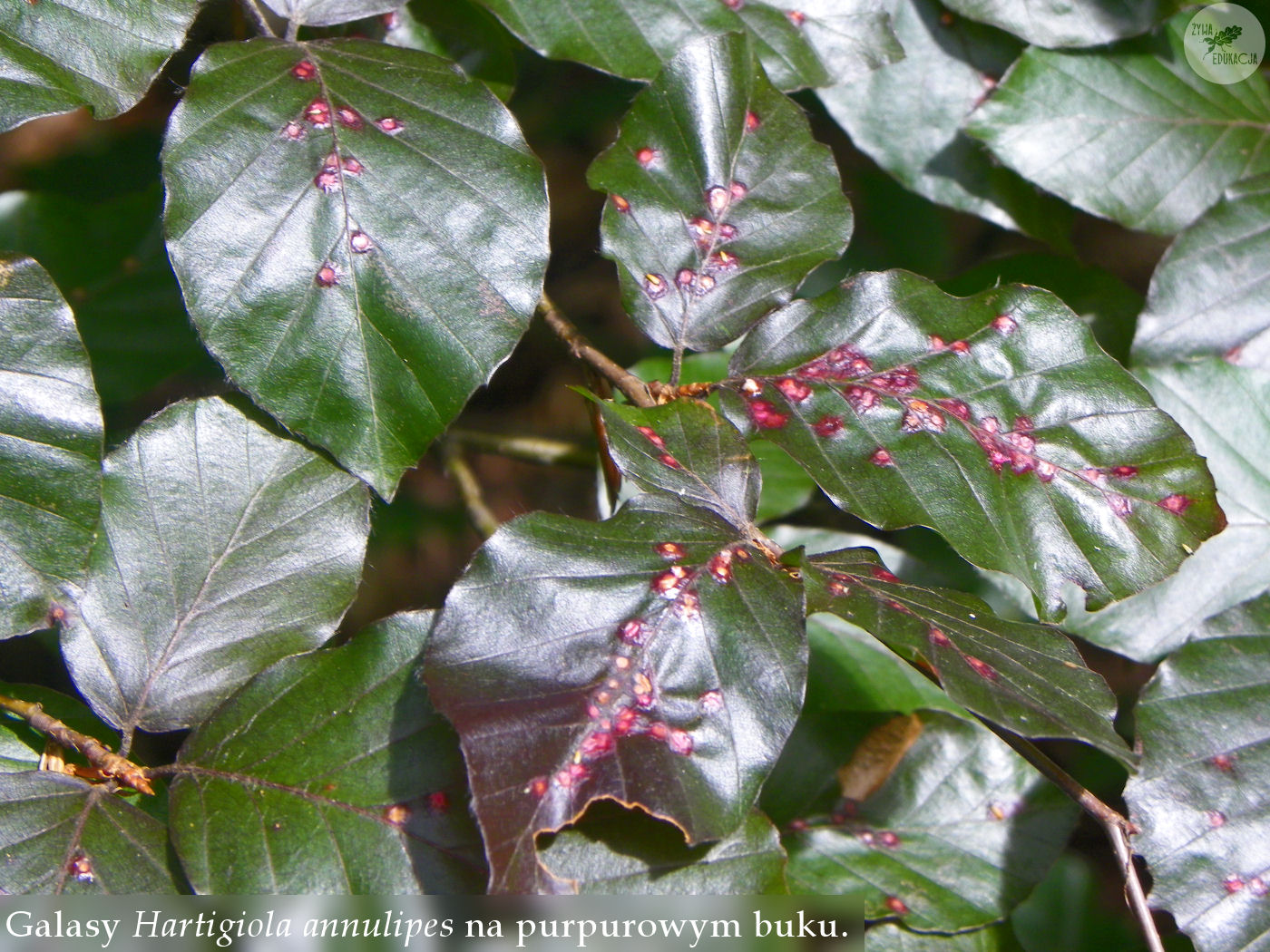 Hartigiola annulipes