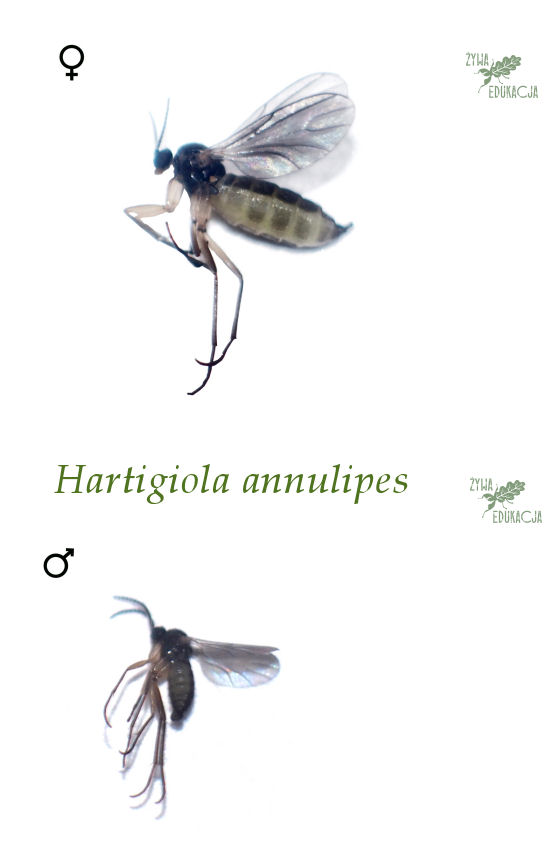 Hartigiola annulipes imagines female male