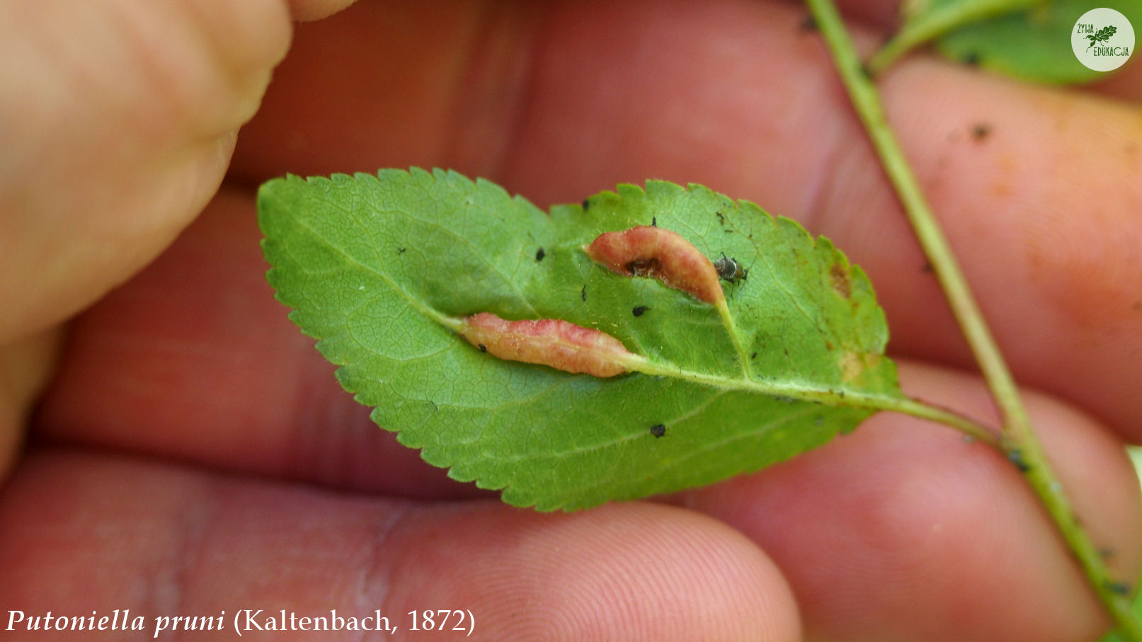 putoniella pruni galls Prunus śliwa plum