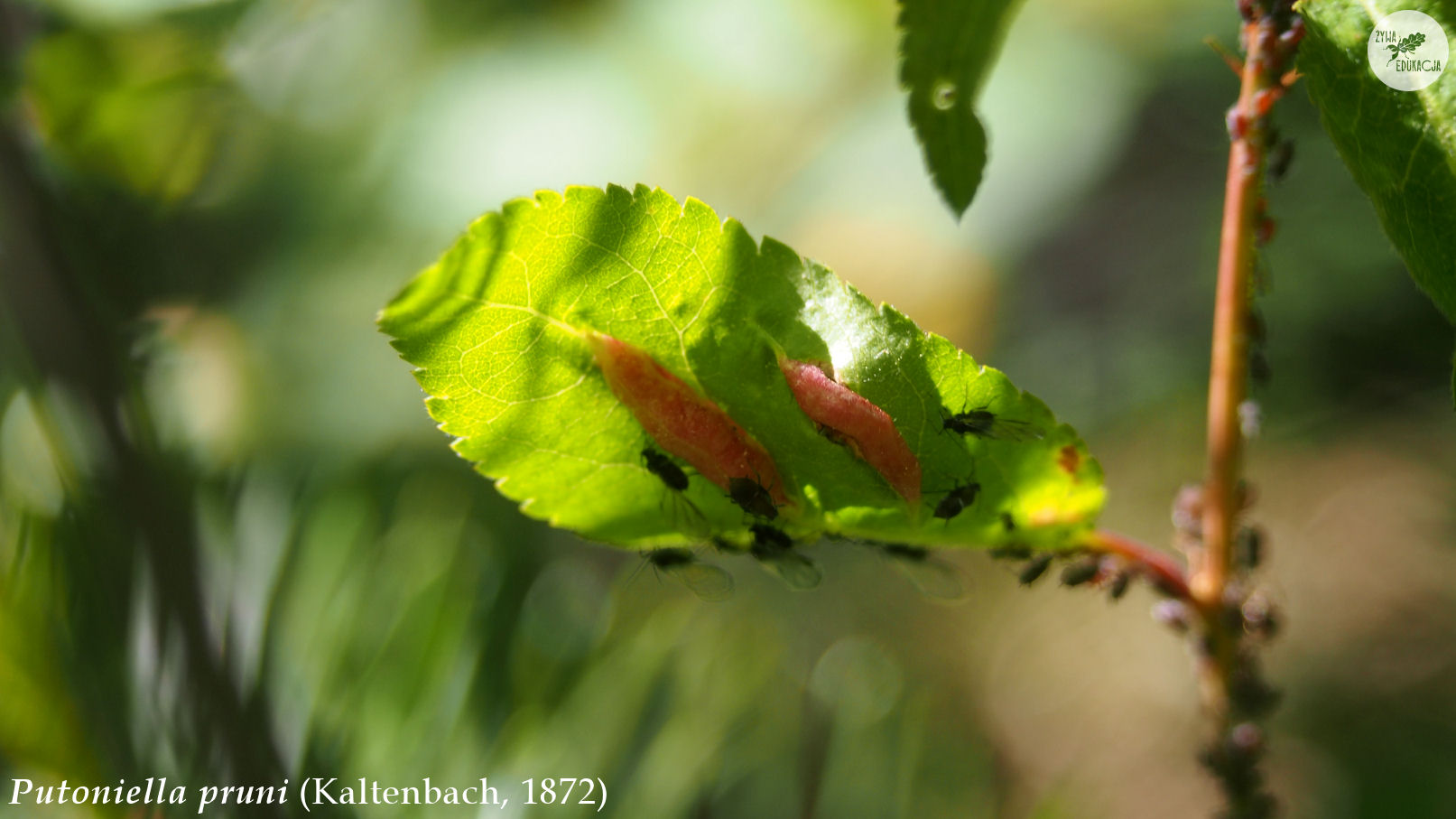 putoniella pruni galls Prunus śliwa plum