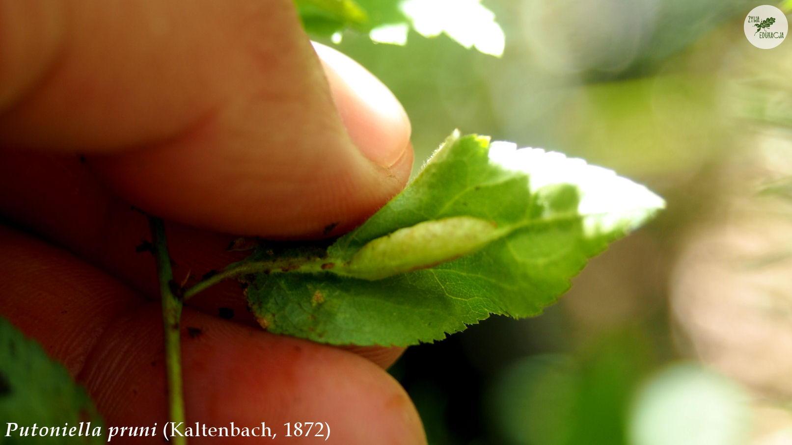 putoniella pruni galls Prunus śliwa plum