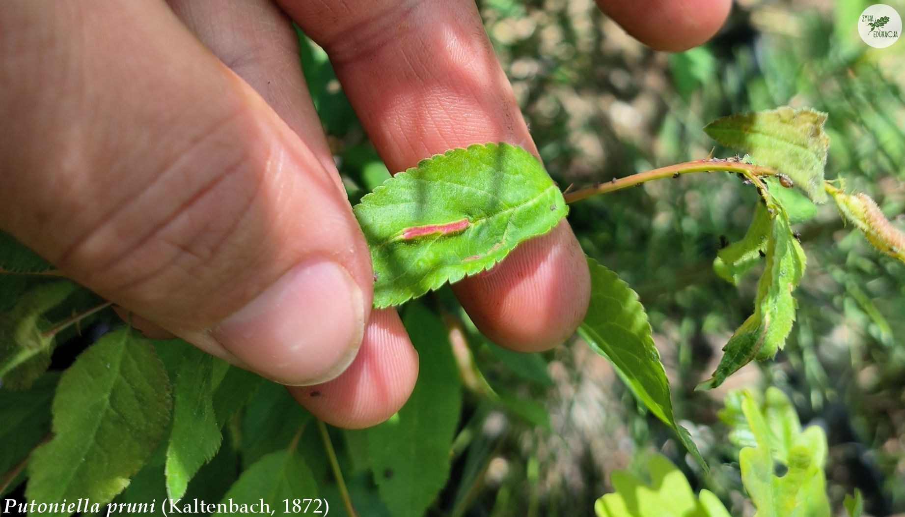 putoniella pruni galls Prunus śliwa plum