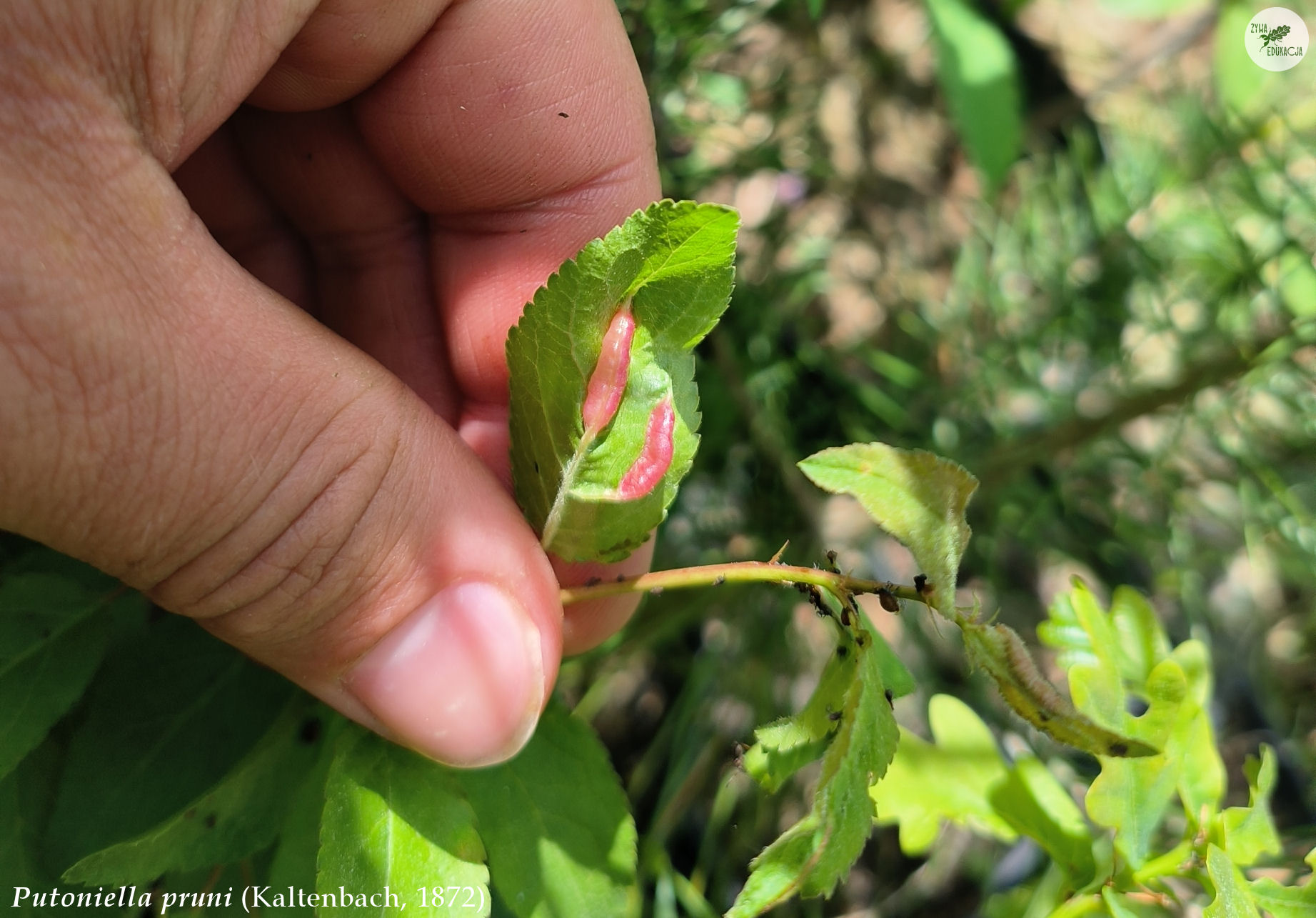 putoniella pruni galls Prunus śliwa plum