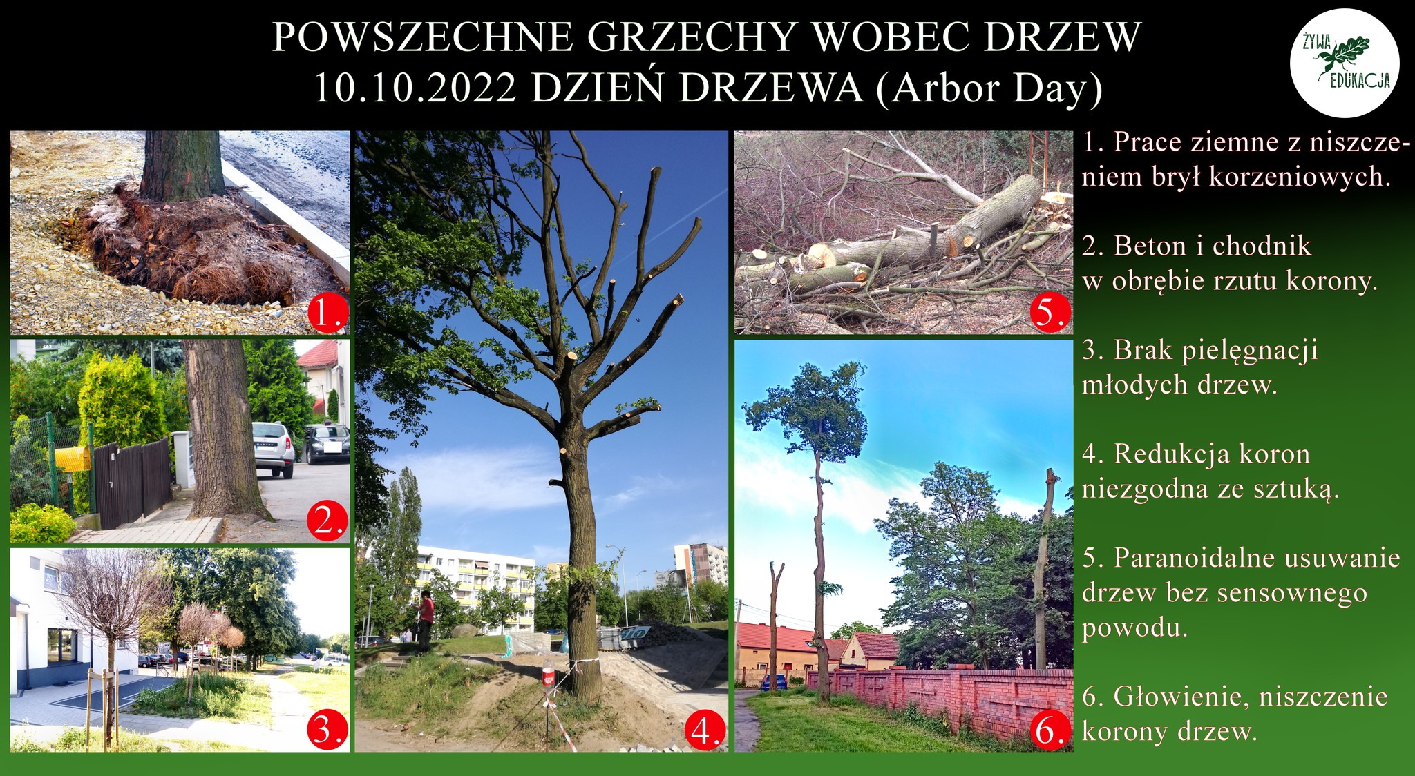 grzechy wobec drzew, czego nie robić drzewom, jak nie pielęgnować drzew, jak nie szkodzić drzewom