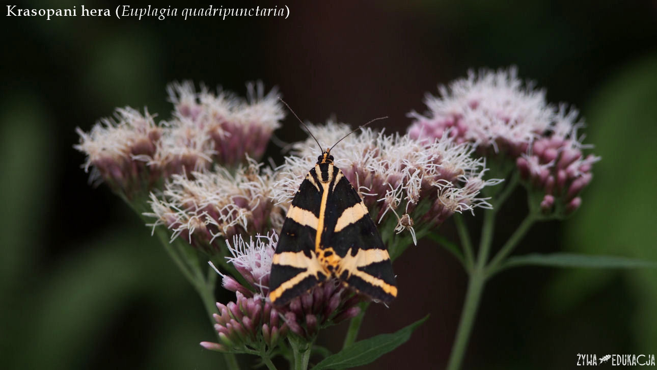 Szczawnica krasopani Hera Euplagia quadripunctaria