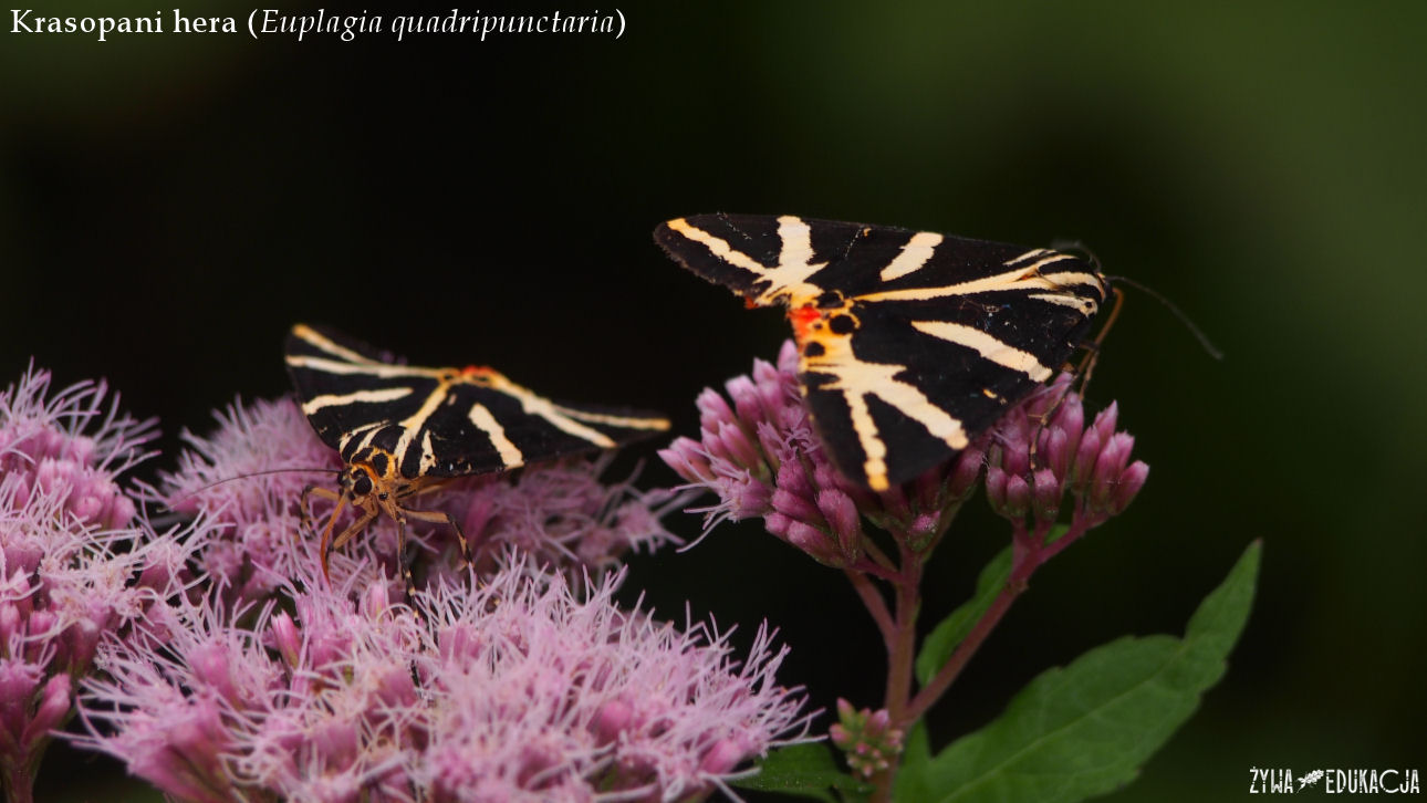 Szczawnica krasopani Hera Euplagia quadripunctaria