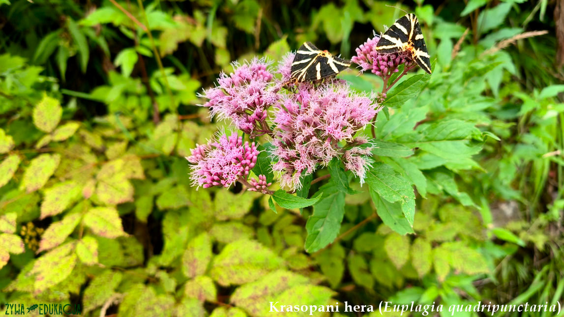 Szczawnica krasopani Hera Euplagia quadripunctaria