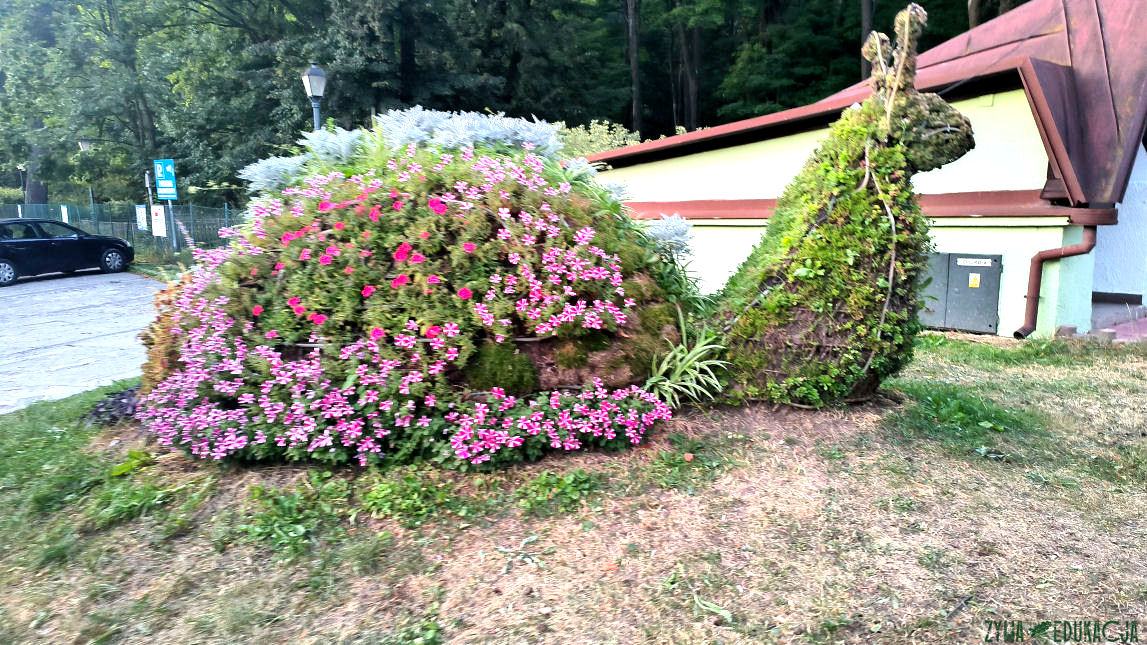 Szczawnica zwierzęta kwietniki