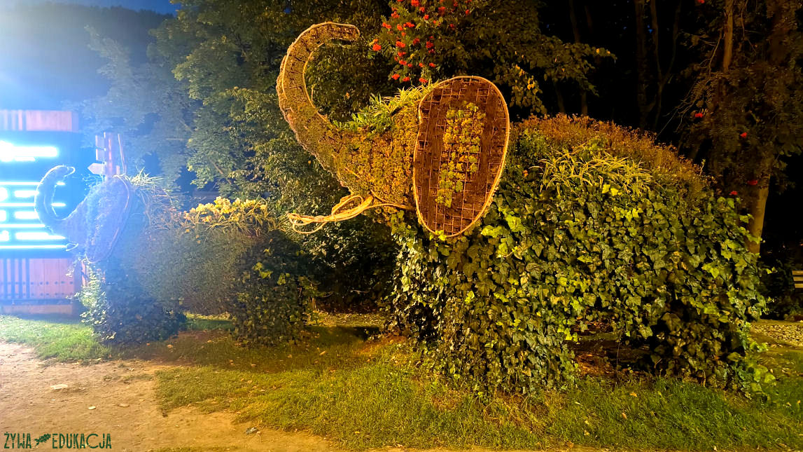 Szczawnica zwierzęta kwietniki