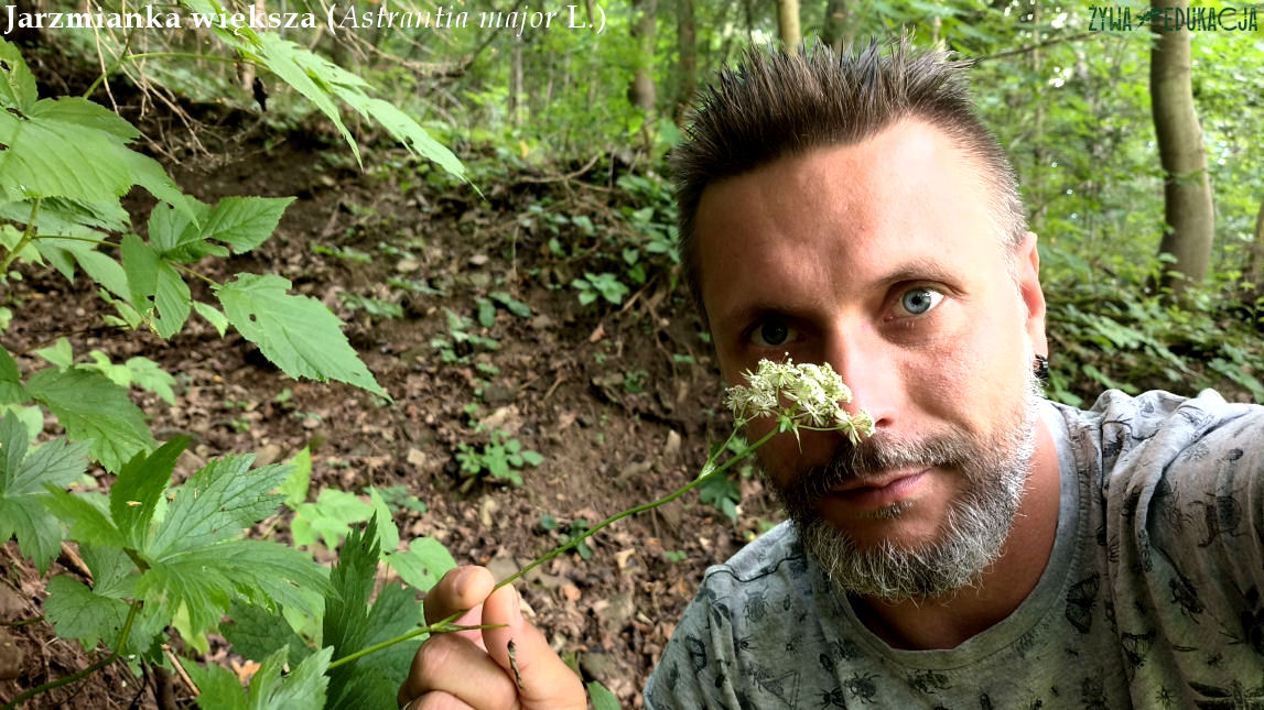 Szczawnica jarzmianka większa Astrantia major