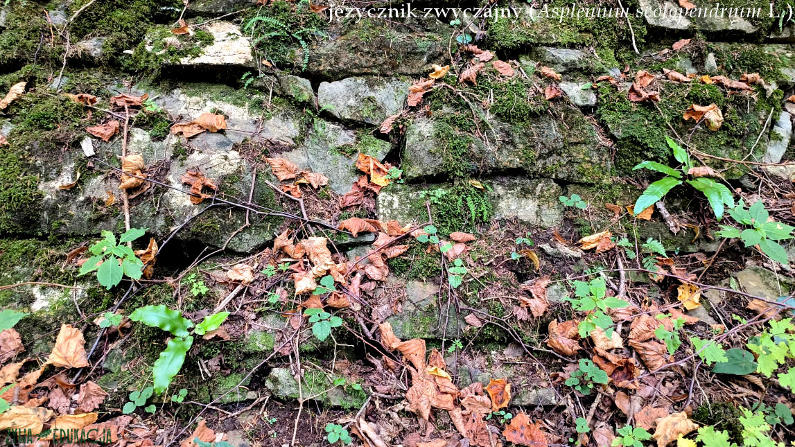 Szczawnica Języcznik zwyczajny Asplenium scolopendrium syn. Phyllitis scolopendrium
