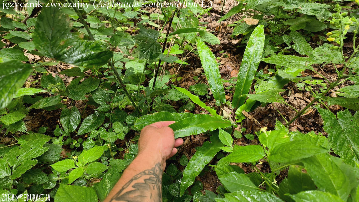 Szczawnica Języcznik zwyczajny Asplenium scolopendrium syn. Phyllitis scolopendrium
