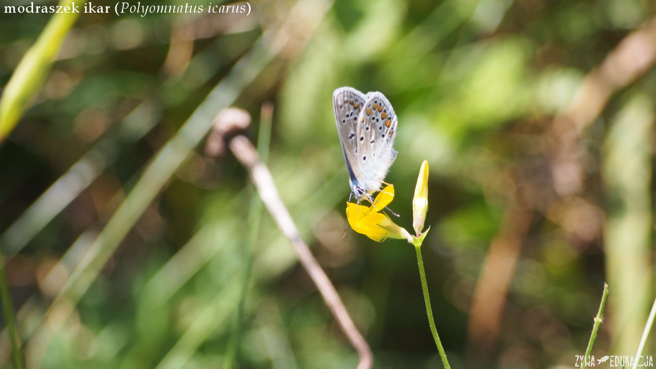 Szczawnica modraszek ikar