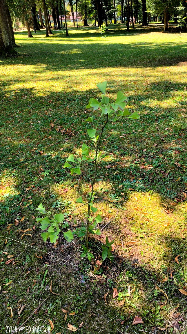 Szczawnica Park Dolny