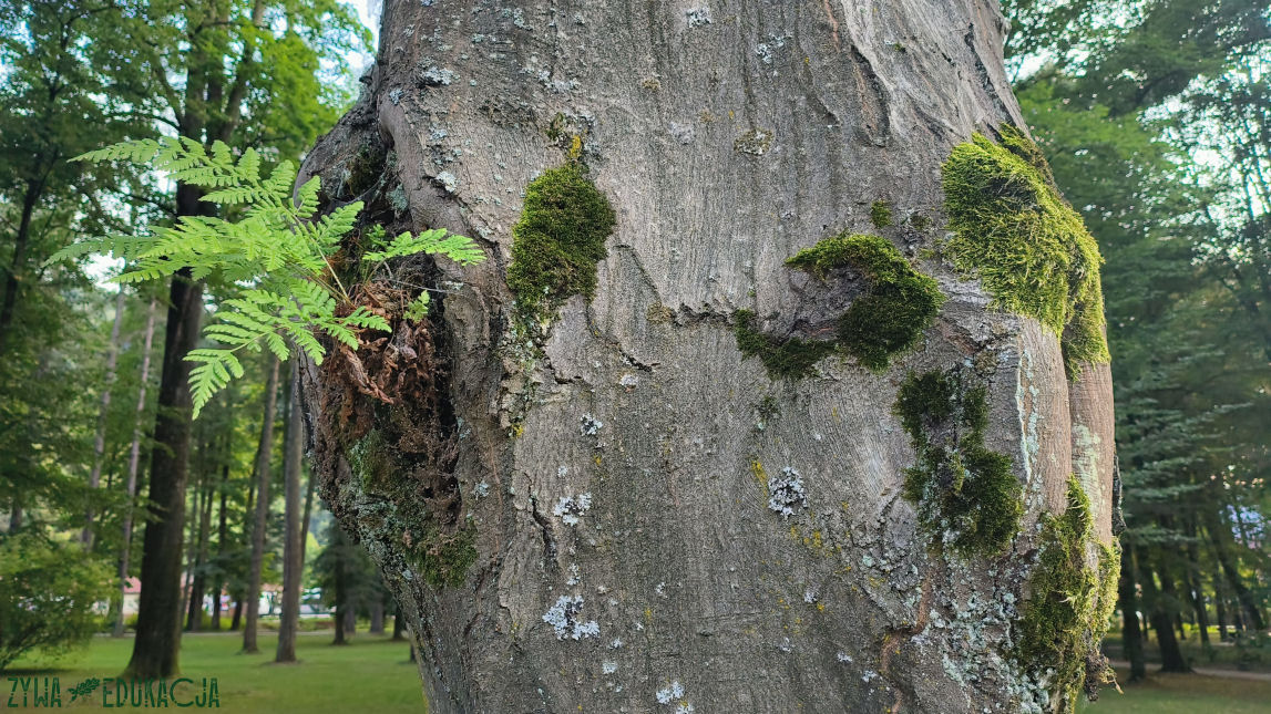 Szczawnica Park Dolny